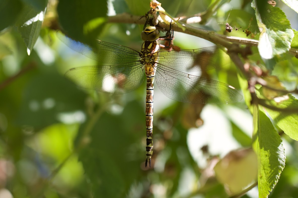 Southern Hawker