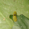 Red Pierrot Larva