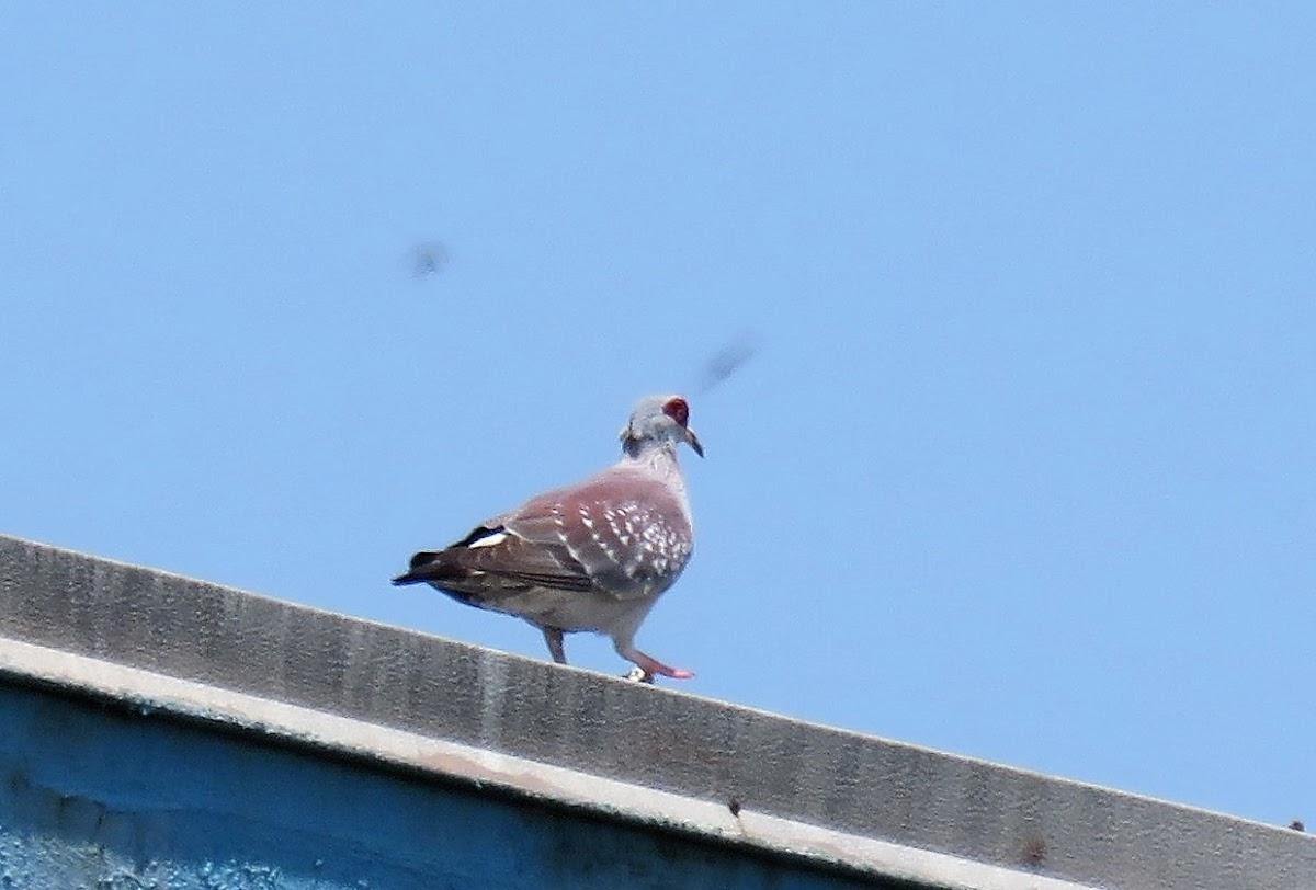 Speckled Pigeon