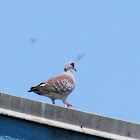 Speckled Pigeon