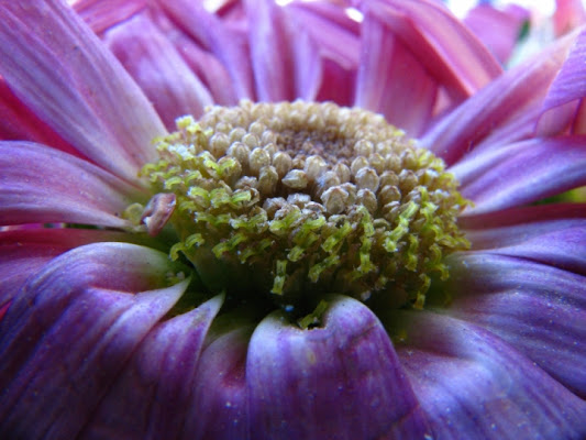 Macro viola di maricoco