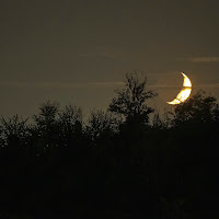 Luna nel bosco di gist