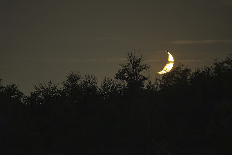 Luna nel bosco di gist