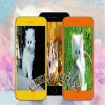 Cover Image of Download Cute Cat Wallpaper 1.0 APK