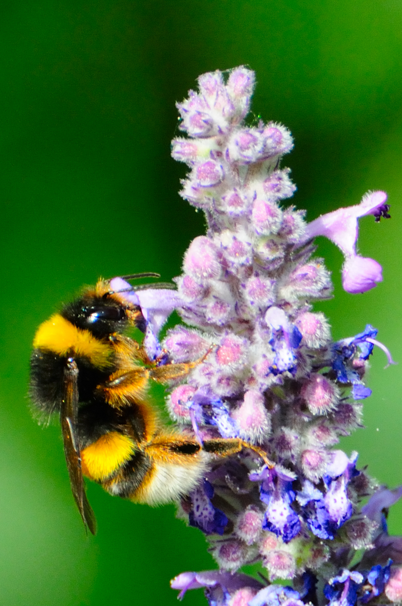 Buff-tailed Bumblebee; Abejorro Común