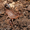 Southern unstriped scorpion