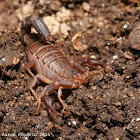 Southern unstriped scorpion