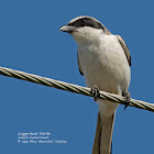 Loggerhead Shrike