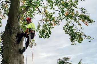 Tree Work album cover