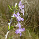 Carolina Wolf Berry