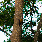 Greater flameback (male)