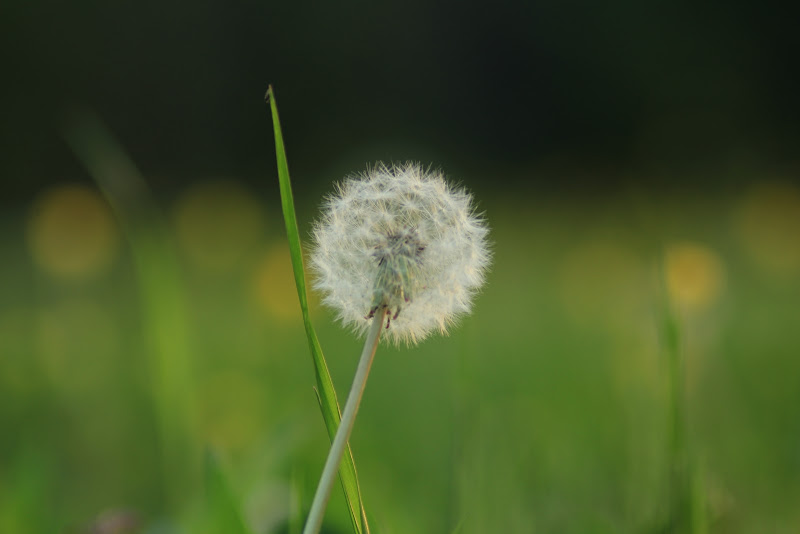 SOFFIONE di annascuccimarra