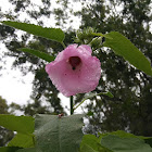 Crimson - eyed rose - mallow