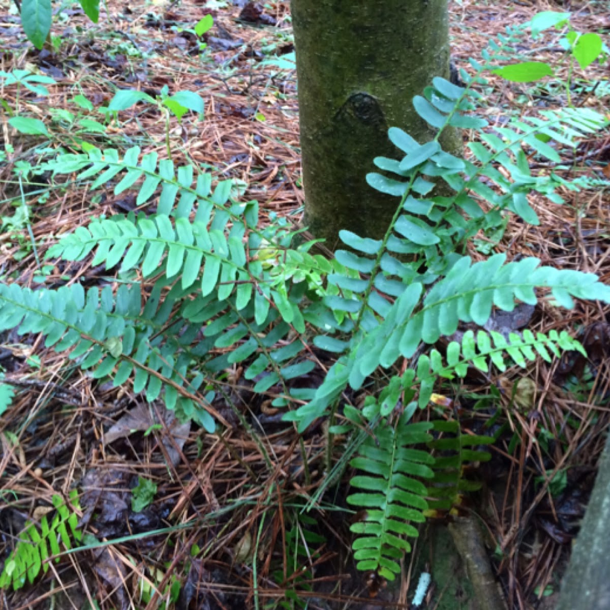 Christmas fern