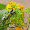 Eastern Black Swallowtail (caterpillar)