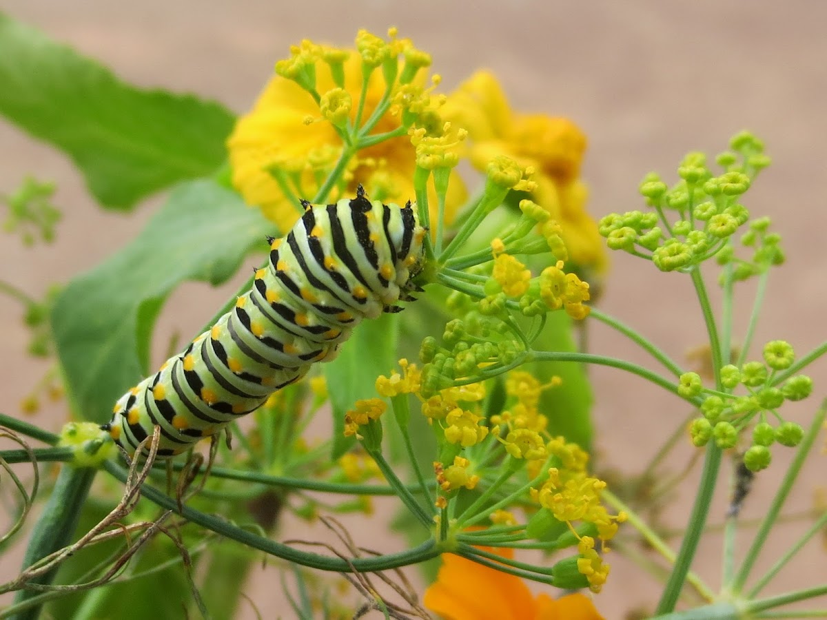 Eastern Black Swallowtail (caterpillar)