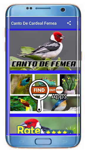 Canto De Cardeal Fêmea 2019