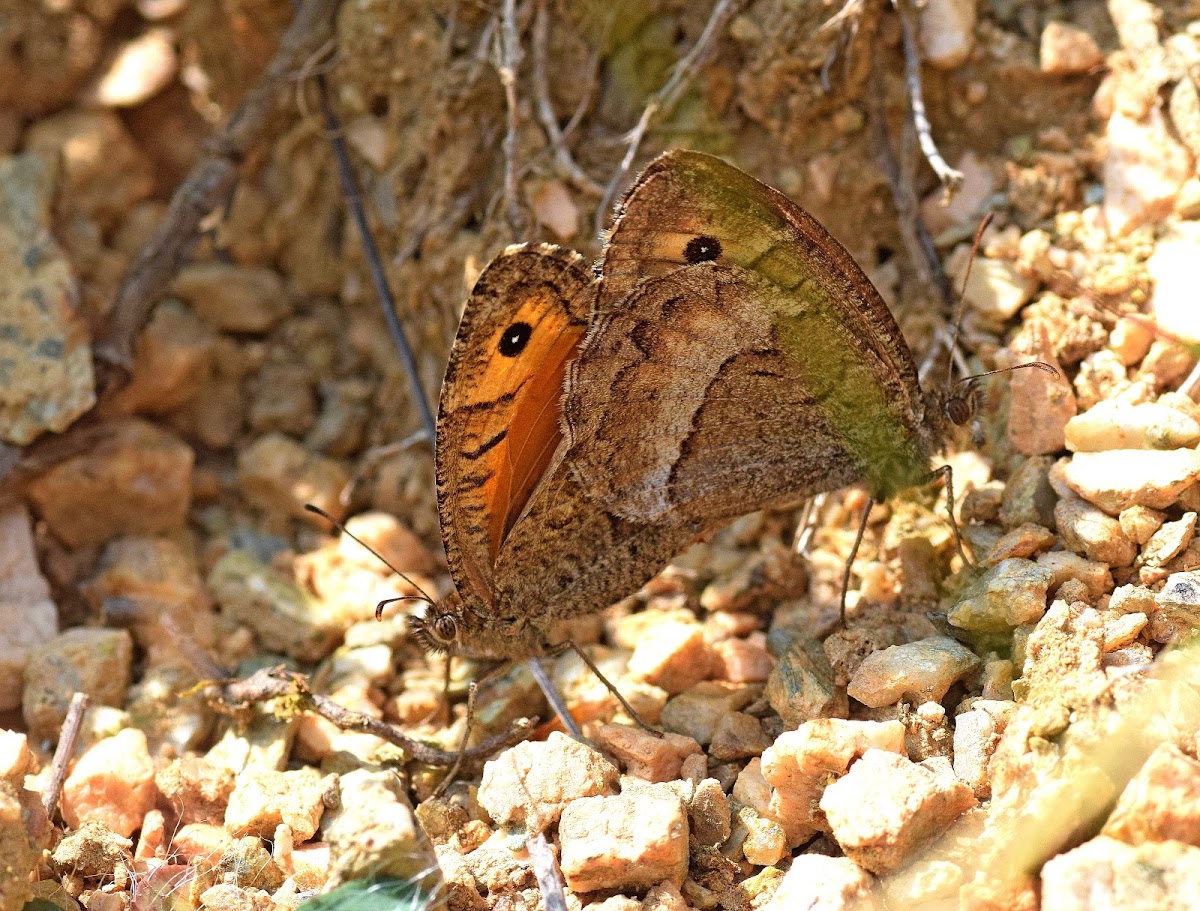 False Grayling