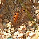 False Grayling