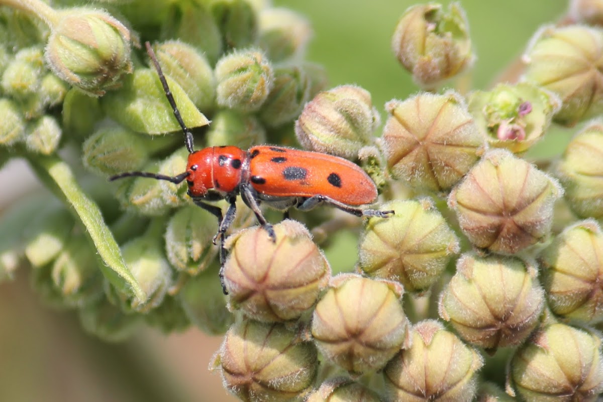 red milkweed beetle