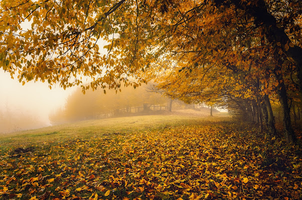 Giallo come l'autunno di alessandrobarnes