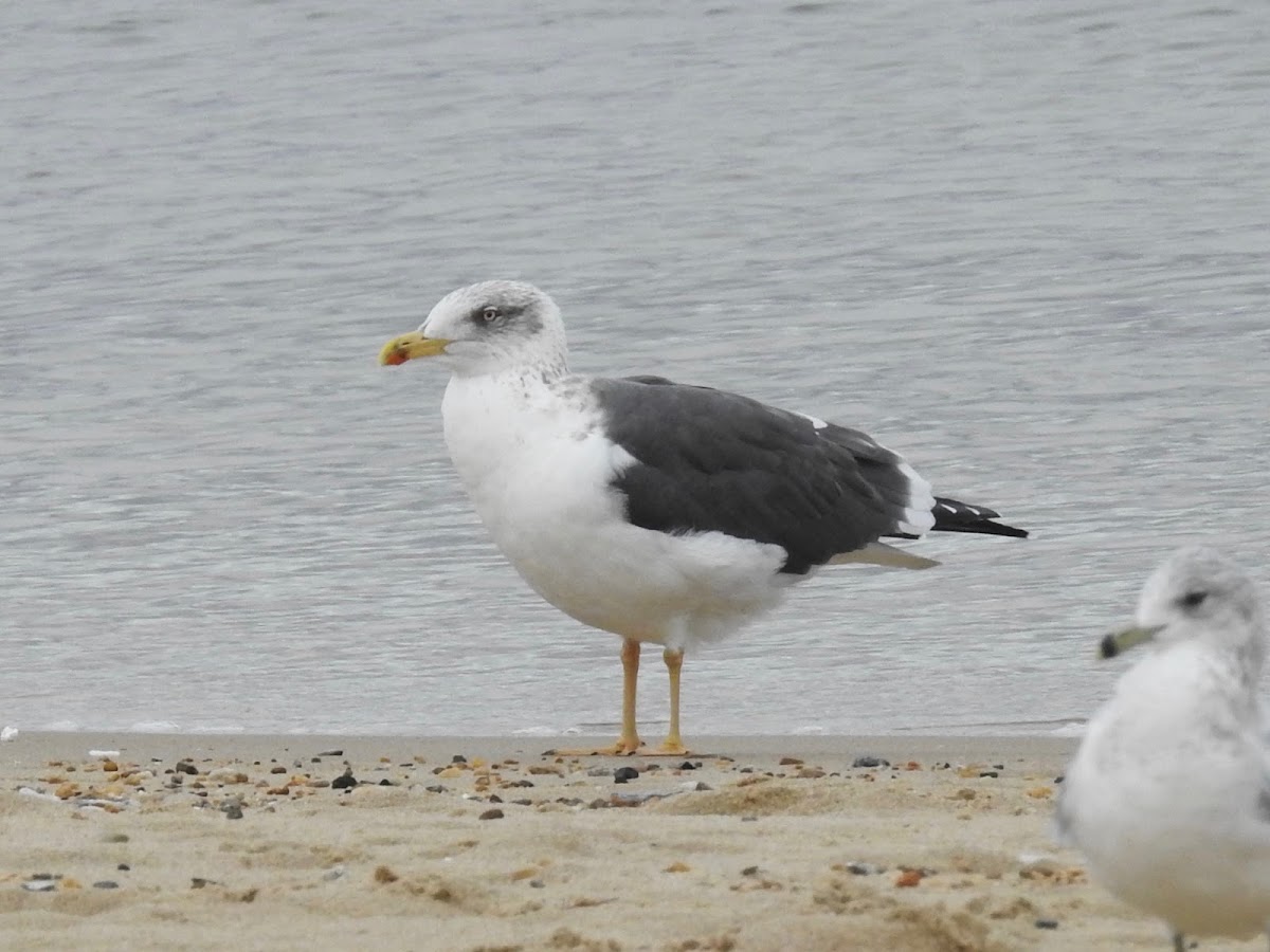 Lesser Black-backed Gull