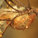 Tree Stump Spider Hatchlings