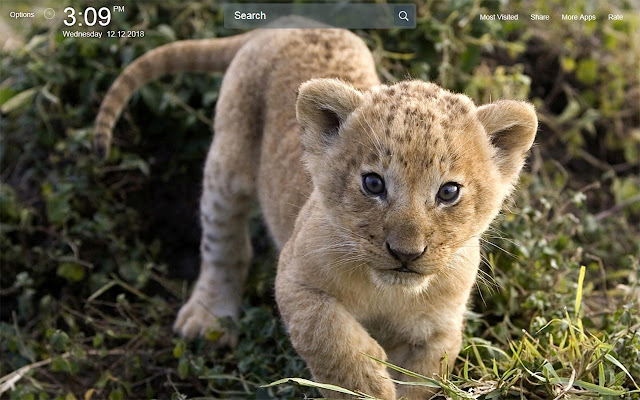 Baby Animals Wallpapers New Tab Theme