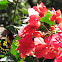 Ceylon Birdwing Butterfly