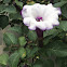 Double Purple Datura