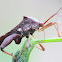 Leaf-footed bug