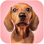 Cover Image of Baixar Talking Dogs 1.0.6 APK