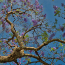 The tree blooms purple flowers