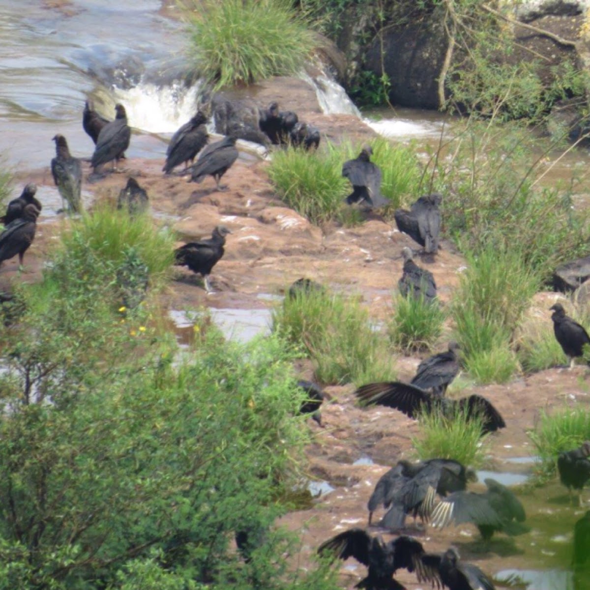 Black vulture