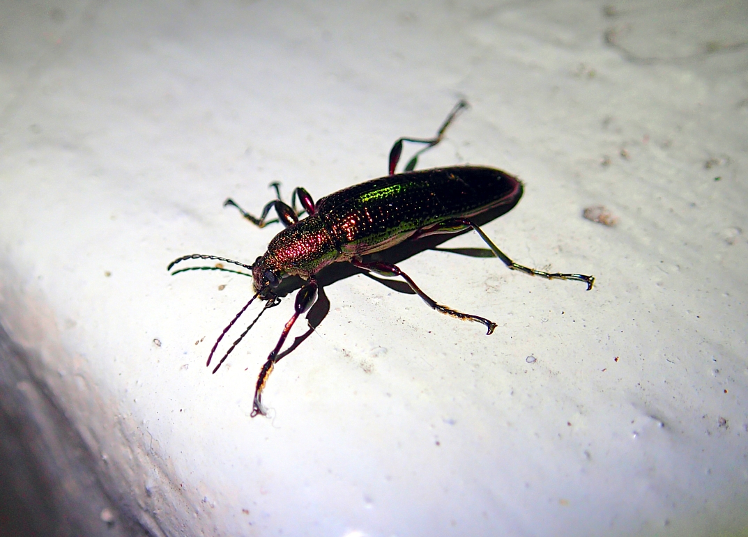 Metallic Reed Beetle