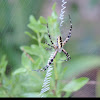 Black and Yellow Argiope