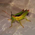 Grasshopper