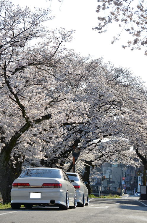 マークIIの桜・桜と愛車に関するカスタム事例の投稿画像5枚目