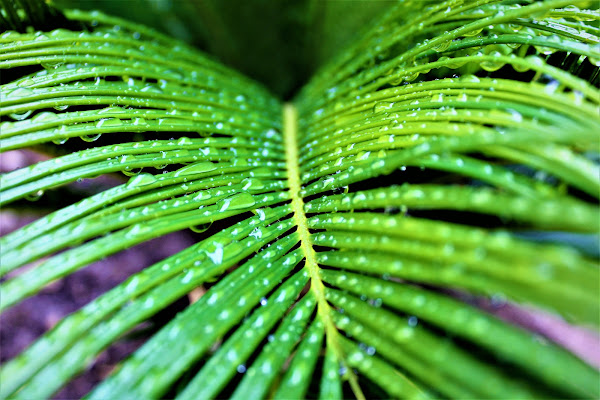 Rain in Hawaii di photos_enry