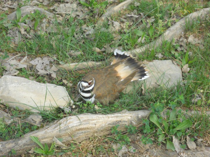 Killdeer