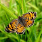 Pearl crescent