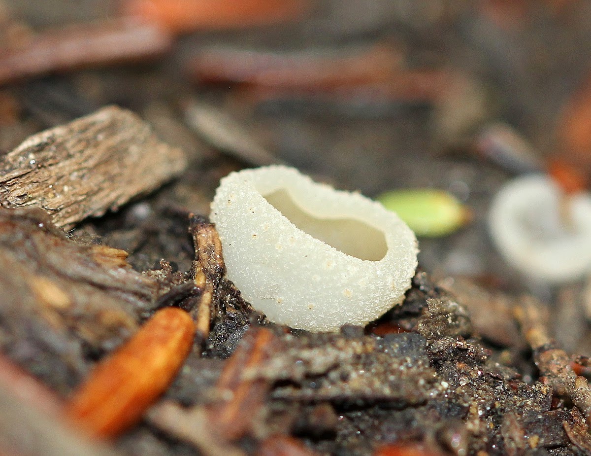 Tarzetta Cup Fungus