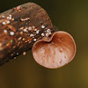 Wood Ear