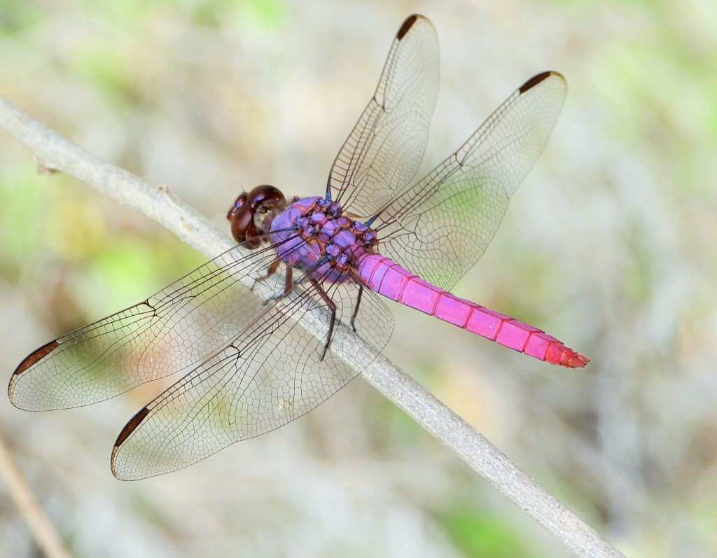 Roseate skimmer (male)