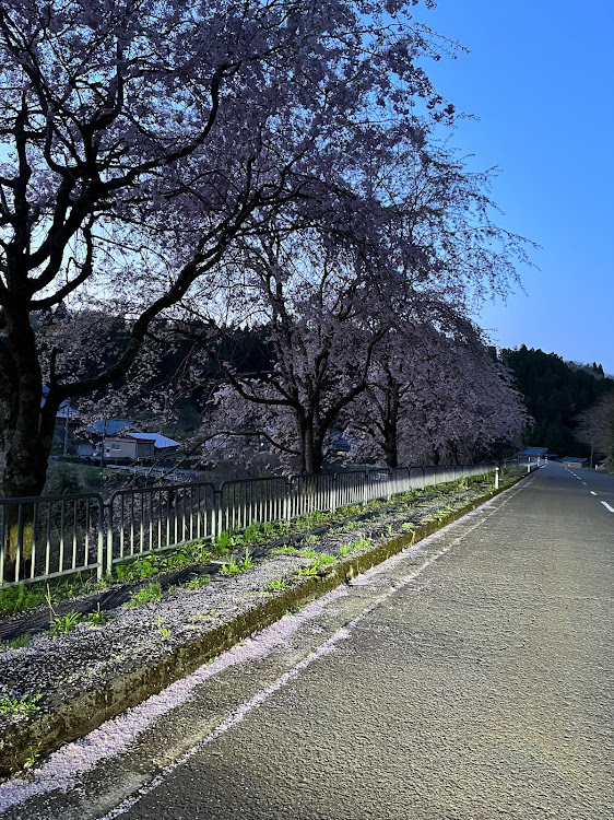 ロードスターの桜吹雪・むむにゃんこ号・夕ドラ・桜コラボ・桜ふぶきに関するカスタム事例の投稿画像3枚目