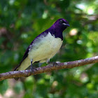 Violet backed starling