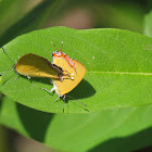 Golden Sapphire Butterfly