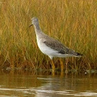 Lesser Yellowlegs