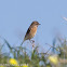 Stonechat; Tarabilla Común