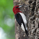 Red-headed woodpecker